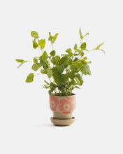 Naložite sliko v pregledovalnik galerije, Lonec za rastline Oiva Unikko roza Marimekko
